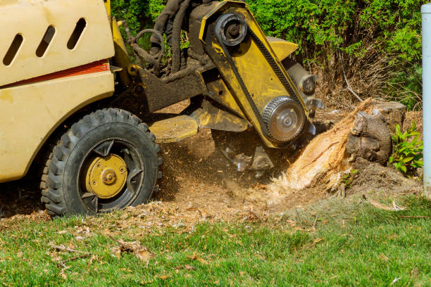 How Our Tree Care Process Works  in  Hilton, NY